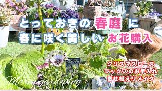 【3月のガーデニング】春に咲く美しいお花購入/ラックスの手入れ/寄せ植えリメイク/クリスマスローズの開花、葉っぱ切り