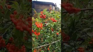 Pyracantha coccinea. (Scarlett Firethorn)
