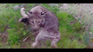 Angry Bobcat In My Face, Chronicle 15