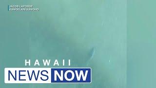 Video footage captures 10-foot tiger shark in waters off Kauai