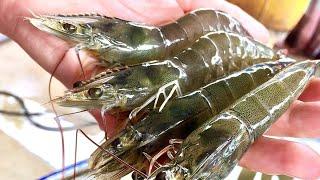 How To Use LIVE SHRIMP (Shallow Water Rigging, Retrieving, & Best Spots)