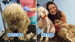 This Neglected Stray Had An Emergency Grooming Session, Now Looks Like A Completely Different Dog