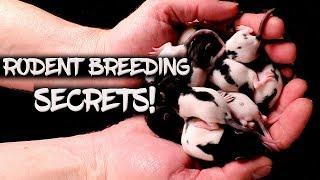 New tips and tricks for breeding rodents!