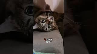 고양이가 나를 좋아한다고? 고양이의 숨겨진 애정 표현 !  #고양이 #cat #반려묘 #반려동물정보 #동물 #catshorts #사랑 #고양이영상 #집사 #shorts #냥이