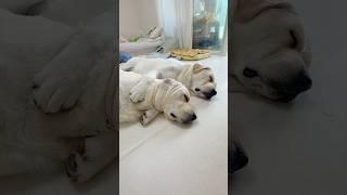 편집 뒤 숨겨진 엄마들의 대화 #강아지일상 #retreiver #착하게살자 #형제견