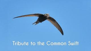 TRIBUTE TO THE COMMON SWIFT - HOMMAGE AU MARTINET NOIR - Apus apus - JMM 7juin 2020