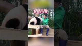 后年的离别阴影已悄然笼罩，睿宝辉宝要被送走的命运，像根刺扎进心里，这未来的日子，究竟该如何是好？#睿宝辉宝 #大熊猫睿宝 #大熊猫辉宝