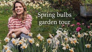 Spring Bulbs in My Cottage Garden - 1000s of Daffodils, Tulips, Fritillaries and Other Flowers