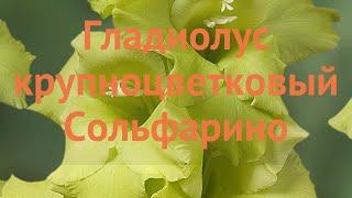 Гладиолус крупноцветковый Сольфарино (solferino)  обзор: как сажать, луковицы гладиолуса Сольфарино