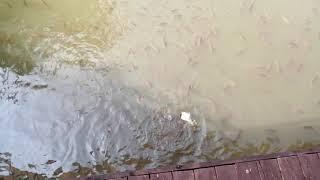 feeding the fish at Putrajaya