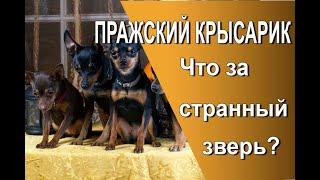 Пражский крысарик. Большой ум в маленьком теле.