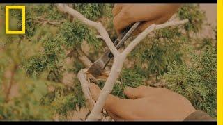 The Art of Shaping a Bonsai Tree | Short Film Showcase