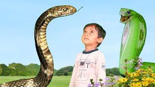 Monster cobra snakes attacked on Fisher boy || snake video || snake movie