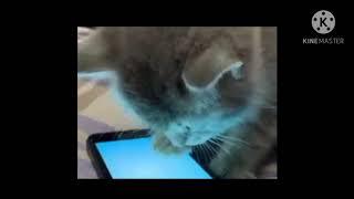 Funny Cats In Home Play With Funny Cats C65