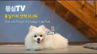 [몽실TV][VLOG] 몽실이와 광교호수공원에서 산책하다
