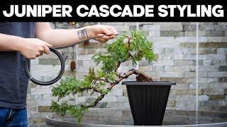 Styling a Juniper Cascade Bonsai  How to Easily Create Pads