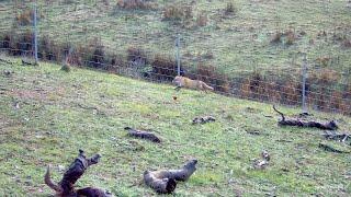 Driven Fox Hunt with Beretta Silver Pigeon 12G with Jagd Terriers Victoria 30/06/2024