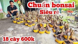 A Duy  0384834321 phôi mai chuẩn bonsai 8/11 Chợ Gạo miền tây tôi yêu ltk bonsai (@MaivàngQuêdừa)