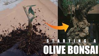 Someone Gave Me an Olive Tree - So I Turned It into a Bonsai