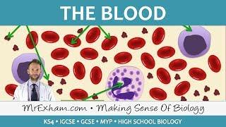 Blood - GCSE Biology (9-1)