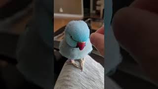 Pancho gets mad when his beak is touched