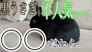 黒いうさぎは人気がないって本当？？その理由は…