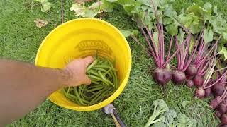 Loads of Garden Goodness!