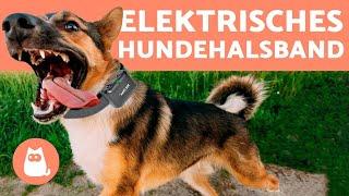 Elektrisches Hundehalsband - warum es nicht benutzt werden sollte