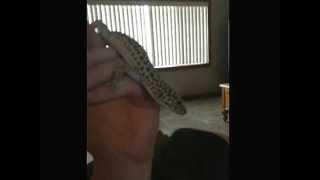 This is my leopard gecko Rex !!!!!!!!!!!