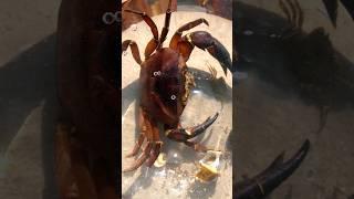 crab cooking #food #shortvideo