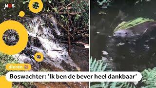 Bever redt natuurgebied met zijn dam