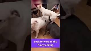 funny animals memes v7 #shorts #shortfunny