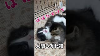 人間じみた方法で子猫のピンチを助けるパパ猫w