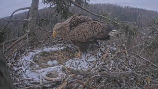 Zorro meet second egg first time | White-tailed sea eagles | Jūras ērgļi | Mar 14, 2025