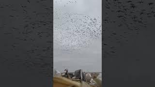 Christmas Day Snow Goose Hunting! #snowgoosehunting #birdhunting #birds #snowgoose #snowgeese