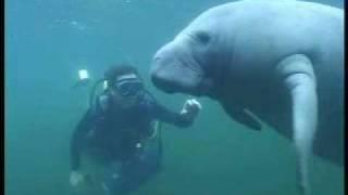 Underwater Encounter with a friend - manatee