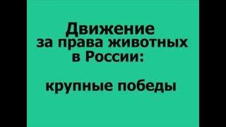 Движение за права животных в России: крупные победы