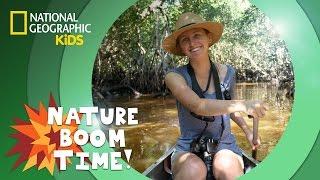 Florida Everglades | Nature Boom Time | @natgeokids