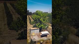 Somewhere in the fields of Sharon, Israel | Vivaldi – Concerto for Mandolin and Strings in D major