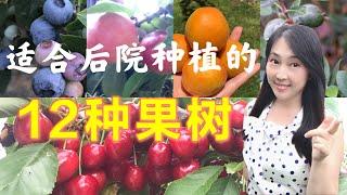 【种植28】12种适合在后院种植的果树/水果，果树种植tips| 12 kinds of fruit trees I planted in backyard