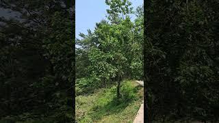 미로면 하거노리 1,300평 밭 예초작업 마무리