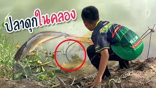 อยู่ๆปลาดุก ก็ว่ายน้ำ มาให้ช้อนง่ายๆ | เด็กตกปลา