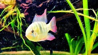 German Blue Ram Aquarium Live Stream ~ Relaxing Community Fish Tank with Water Sounds