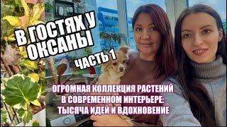 Обзор огромной коллекции комнатных растений. Это восторг!!!! ЧАСТЬ1