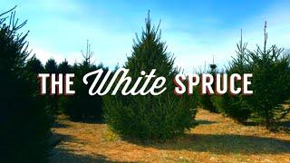 The White Spruce