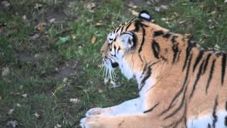 Yorkshire Wildlife Park   Tschuna Video 1