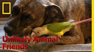 One Brave Bird | Unlikely Animal Friends