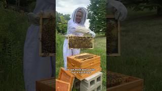 Our bees swarmed… now what?! #beekeeping #honeybees #beekeepers