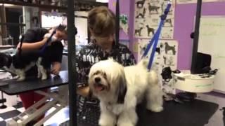 Diamond Cut Dog Grooming School