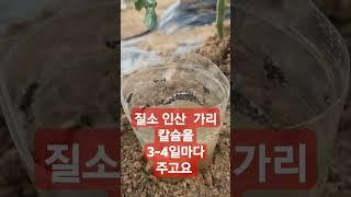 농부님들 토마토 이렇게 하시면 주렁주렁 달리고 원한대로 수확을 합니다 #영상보시고#좋아요#구독#부탁합니다  #유튜브육남이네농장 #네이버육남매농장 #인스타그램육남매농장